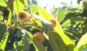 إنتاج فاكهة " الزعرور" بزكَزل، موسم استثنائي لفاكهة محلية بامتياز