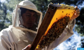 أزيلال : سلسلة تربية النحل وإنتاج العسل تعرف تطورا إنتاجيا واضحا ومطردا