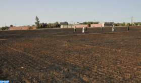 بني ملال: حريق يأتي على مساحة تناهز 25 هكتارا من الحبوب