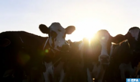 الباراغواي تتطلع إلى غزو أسواق لحوم الأبقار الآسيوية