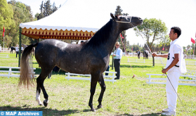 بطولة المغرب للقفز على الحواجز (الخيول البربرية والعربية- البربرية): الفرس "البيروتة" يحرز اللقب