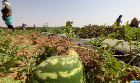 البطيخ الأحمر بإقليم شيشاوة .. زراعة ذات مؤهلات متعددة