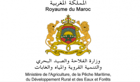 الإشاعات الرائجة حول عدم سلامة منتوج الفراولة المغربية "لا أساس لها من الصحة" (وزارة الفلاحة)