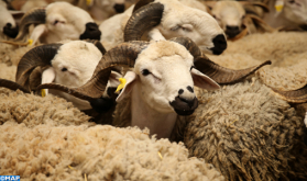 ترقيم أزيد من 390 ألف رأس من الماشية المخصصة لأضحية العيد في جهة درعة تافيلالت