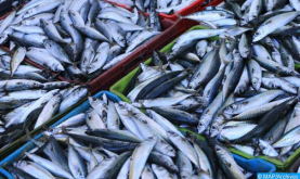 لقاء علمي اسباني مغربي بطنجة حول استدامة مصايد الأسماك
