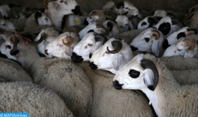 Eid Al Adha 1442: State of Health of National Livestock is "Generally Satisfactory" (Ministry)