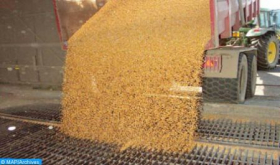 Crop Year 2019-2020: Cereal Production Estimated at 30 Mln Quintals