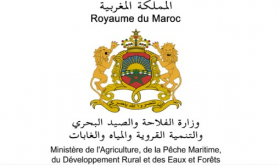 Agriculture Ministry Denies Hepatitis-A Rumors in Moroccan Strawberries