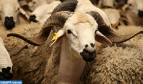 Eid al-Adha 1443: 6 Mln Heads of Sheep and Goats Identified (Ministry)