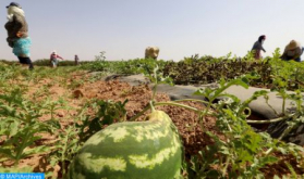 Quality of Watermelon is Perfectly in Conformity with Standards of Health Safety (Ministry)