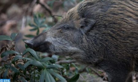 Department of Water and Forests Denies Content of Photos and Videos Showing Wild Boars 'Invading Towns in the Kingdom'