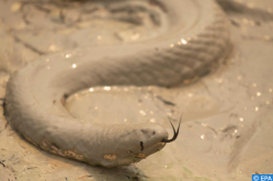 Longest Snake in Morocco Lives in Crocoparc Agadir
