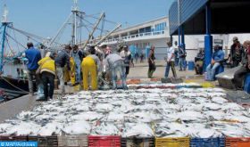Los desembarques de pesca en Dajla alcanzan más de 2,25 MMDH en 2019