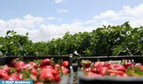 Marruecos desmiente los rumores sobre la contaminación de las fresas marroquíes con la hepatitis A