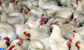 Descubierto un foco de gripe aviar altamente patógena en el este de Argelia