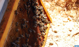 La enfermedad no es a priori la causa de la desaparición de las abejas en algunas regiones (ONSSA)