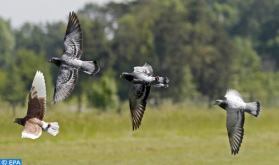 Un pájaro sudamericano de 8 gramos sorprende a la ciencia y desafía asunciones sobre la evolución