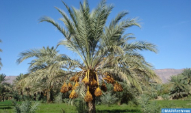 Emiratos: La empresa marroquí "Africa Organics" gana el Premio Internacional Khalifa de la Palmera Datilera y la Innovación Agrícola