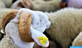Aid Al Adha: 6,6 millones de cabezas de ganado ovino y caprino identificadas (Sadiki)