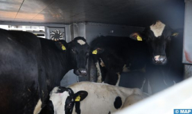 Beni Melal recibe el primer lote de bovinos importados de América Latina para su sacrificio