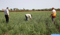 Las recientes lluvias tuvieron un impacto positivo en la cubierta vegetal y los cultivos de primavera (Sadiki)