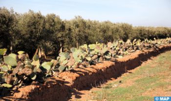 Cactus résistant à la cochenille à Doukkala : un projet au service du développement agricole local