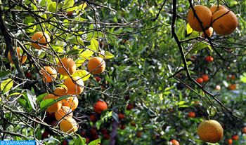 Les droits de la variété marocaine Nadorcott confirmés par la plus haute instance européenne de la protection des variétés végétales