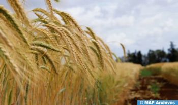 Céréales : La production prévisionnelle estimée à 31,2 Mqx (ministère)