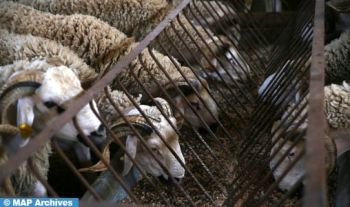 Aïd Al-Adha : 5,8 millions de têtes d'ovins et de caprins identifiées (M. Sadiki)