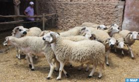 Casablanca: Faible affluence sur l'achat des moutons en attendant une baisse des prix