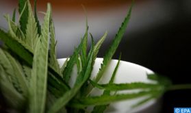 Le conseil de gouvernement adopte un projet de décret relatif à l'usage licite du cannabis