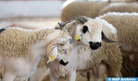 Engagements d'importation d'ovins : l'enregistrement des demandes ouvert jusqu'au 5 avril (ONICL)