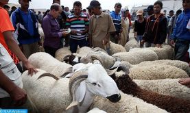 Aid Al-Adha à Doukkala: la situation sanitaire du cheptel est bonne, plus de 237.000 têtes d’ovins et caprins destinés à l'abattage