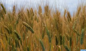 Al Moutmir: Le rendement des céréales atteint en moyenne plus de 44 Qx/ha en 2020/2021