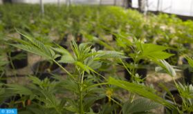 Réglementation du cannabis: un levier pour libérer le potentiel de la filière (professionnel)