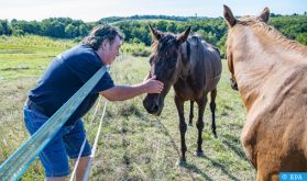 Le mystère des chevaux mutilés qui intrigue la France