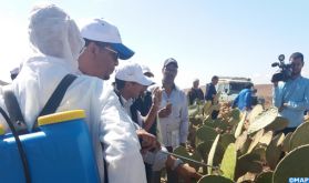 Cochenille du cactus: la situation est "sous contrôle" à Guelmim-Oued Noun