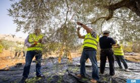 Financée par l'Agence Bayt Mal Al-Qods, la récolte des olives se poursuit à Al-Qods