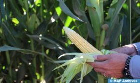 Guelmim-Oued Noun: Plus de 40.000 ha pour les céréales durant la campagne agricole 2023/2024