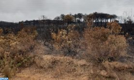 M'diq-Fnideq: un feu de forêt maitrisé, plus de 1.020 ha ravagés