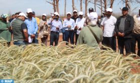El Kelaâ des Sraghna: Journée de communication au profit des agriculteurs sur les nouvelles obtentions végétales de l'INRA