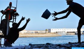 Essaouira : Forte progression de 74% des débarquements de la pêche côtière et artisanale au premier semestre de 2020 (ONP)