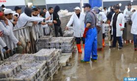Port de Laâyoune: Bon déroulement de la saison d'hiver de la pêche au poulpe