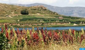 Rehamna : Près de 7 MDH mobilisés pour l'intensification et la valorisation de la culture du quinoa