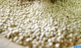 Production du quinoa : L'OCP soutient des coopératives et des agriculteurs dans les provinces de Youssoufia et Rehamna