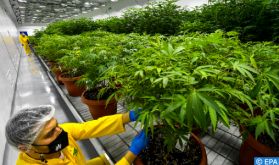 Projet de loi sur les usages licites du cannabis en sept questions