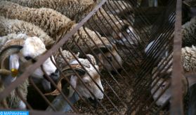 Aïd Al Adha à Settat : le cheptel ovin estimé à plus de 1,7 million de têtes