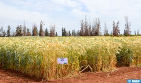 Afourer: l'INRA présente ses nouvelles obtentions végétales aux agriculteurs