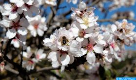 Journée mondiale des abeilles: quatre questions à deux expertes