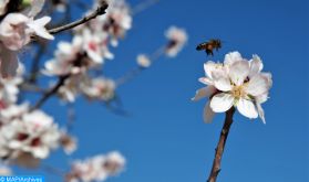 Les abeilles, ces pollinisateurs indispensables à la sécurité alimentaire